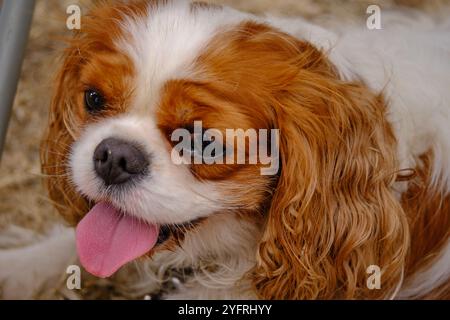Close-up of a Cavalier King Charles Spaniel panting with tongue out, showing brown and white fur, long ears, and playful expression. Stock Photo