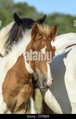 Ponies In A Pasture In The French Countryside Stock Photo Alamy ponies-in-a-pasture-in-the-french-countryside-stock-photo-alamy