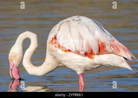 Portrait of a flamingo in a Camargue marsh., animal in the nature habitat, France, Europe Stock Photo