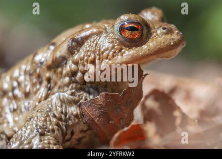 Portrait of a common toad (Bufo bufo) in spring. Vosges, Alsace, France, Europe Stock Photo