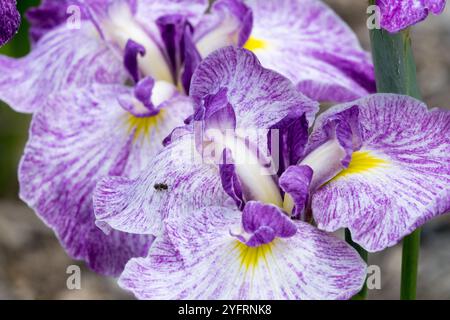 Purple Iris ensata "Silesian Pinwheel" Flower Flowers Blooming Blooms Flowering In Bloom Abloom, Close-Up Detail Closeup Details Stock Photo