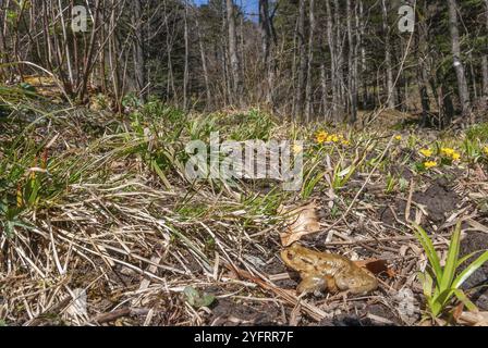 Common toad (Bufo bufo) on migration in spring. Haut-Rhin, Alsace, Grand Est, France, Europe Stock Photo