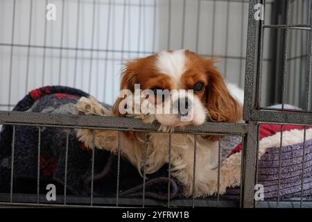 King Charles Cavalier Spaniel lying in a crate resting her head and paws Stock Photo