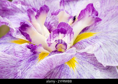 Iris ensata "Sea of Amethysts" Close-Up Iris Detail Closeup Details Stock Photo