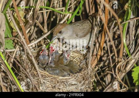 Eurasian Blackcap (Sylvia atricapilla) female on her nest with her chicks, Bas-Rhin, Alsace, Grand Est, France, Europe Stock Photo