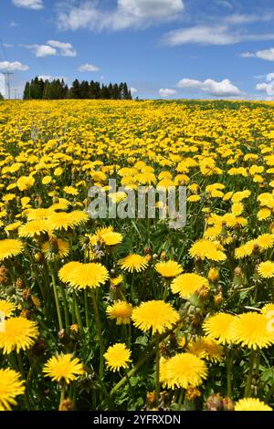 A field of dandelions in bloom, Québec, Canada Stock Photo