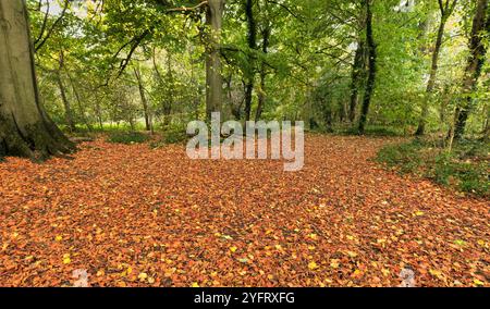 Autumn leaves strewn on the ground in the country park by the village of East Carlton, England. Stock Photo