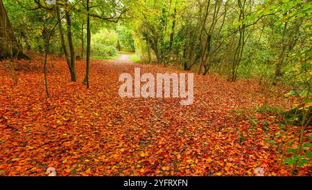 Autumn leaves strewn on the ground in the country park by the village of East Carlton, England. Stock Photo