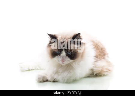 Happy beautiful Ragdoll cat isolated on white background Stock Photo ...