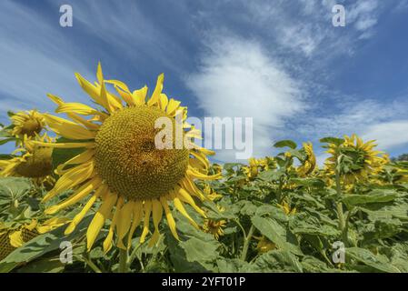 Sunflower flowers in a cultivated field in the french campaing Stock Photo