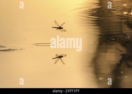 A dragonfly lays its eggs while flying over the water of a marsh. Bas Rhin, Alsace, France, Europe Stock Photo