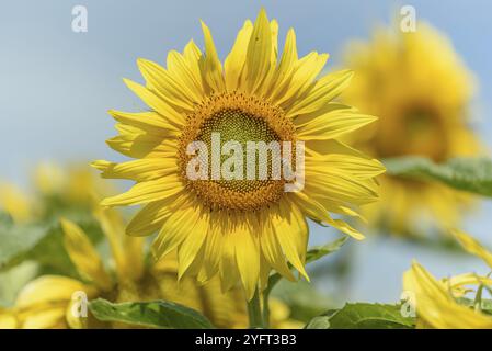 Sunflower flowers in a cultivated field in the french campaing Stock Photo