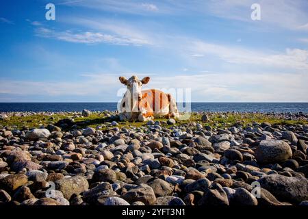 A Hereford cow rests peacefully on the pebble beach of Jomfruland, an island in Telemark, Norway. Free-grazing cows, like this one, tend to have a lower environmental impact compared to industrial dairy farms. While both contribute to methane emissions, free-grazing cows support biodiversity and soil health, with natural grazing patterns that help sequester carbon in the soil. In contrast, industrial dairy farms are linked to higher emissions due to concentrated feedlots, synthetic fertilizers, and energy-intensive feed production. Sustainable grazing practices can mitigate some climate impact Stock Photo