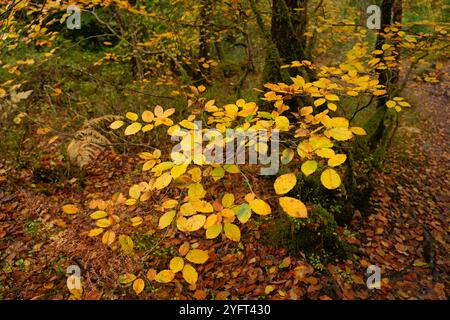 Autumnal colours along the woodlands of the Llugwy valley near Betws-Y-Coed Stock Photo