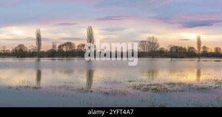 Panoramic landscape of a flooded meadow reflected in the water at sunrise. Alsace, Grand est, France, Europe Stock Photo