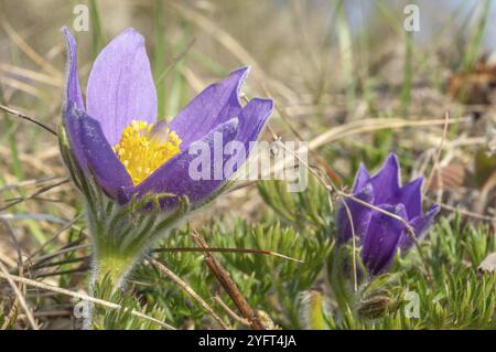 Common Pulsatilla (Pulsatilla vulgaris) in flower in spring. Bas-Rhin, Collectivite europeenne d'Alsace, Grand Est, France, Europe Stock Photo