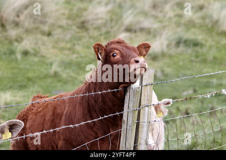 brown cow rubbing its neck on barbed wire farm fence, county donegal, republic of ireland Stock Photo