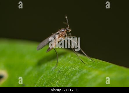 A gall midge, Chipping, Preston, Lancashire, UK Stock Photo