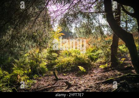 Beacon Fell, Preston, Lancashire, UK. Stock Photo