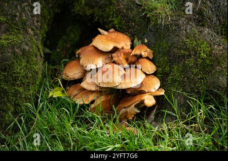 Honey fungus, Chipping, Preston, Lancashire, UK Stock Photo