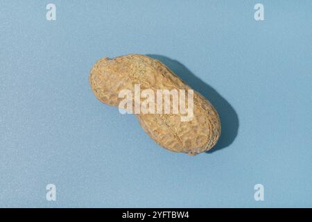 A single peanut close-up on blue background with copy space Stock Photo