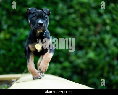 Puppy with bowed legs limb deformity walking outdoors - black and tan mixed breed Stock Photo