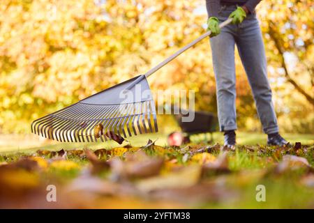 Close Up Of Woman With Barrow Leaves In Autumn Garden Stock Photo