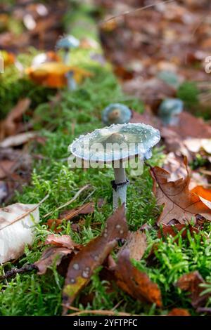 Mushroom growing on a moss covered log in the forest Stock Photo