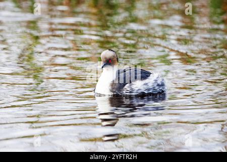 Silvery grebe Podiceps occipitalis swimming on a pond Sea Lion Island Falkland Islands Stock Photo