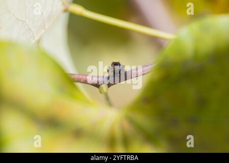 Closeup of a bold jumping spider framed by a grape leaf Stock Photo