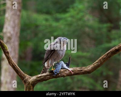 Northern goshawk Accipiter gentilis male regurgitating pellet of indigestible prey items, on a dead branch with prey, New Forest National Park, Hampsh Stock Photo