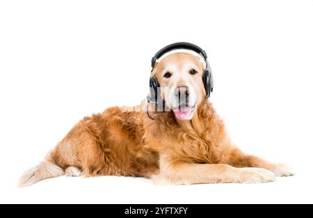 red retriever with headset lying on the floor Stock Photo