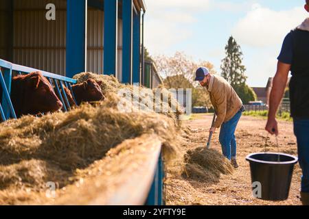 Young Male Farm Worker Using Pitchfork To Feed Hay To Cattle In Barn Stock Photo