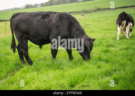 young Aberdeen Angus bull with cows Stock Photo