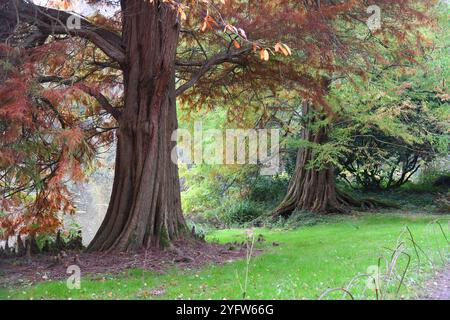 Dawn redwood tree Stock Photo