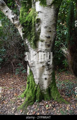 Moss on silver birch Stock Photo