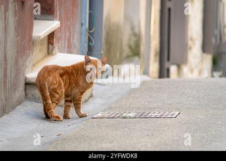 Ginger tabby cat standing alert on a quiet alleyway in the street Stock Photo