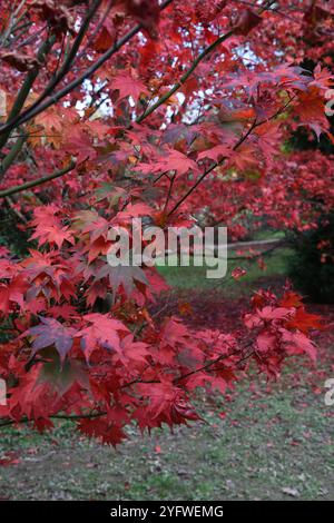 Acer palmatum in autumn Stock Photo