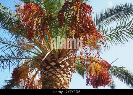 Ripening dates fruit on a palm tree branches, Phoenix dactylifera, commonly known as the date palm, a flowering-plant species in the palm family Stock Photo