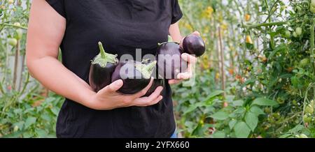 A woman is holding three purple eggplants in her hand. The eggplants are large and have a shiny, glossy appearance. Stock Photo