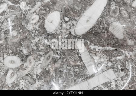 Limestone is a type of carbonate sedimentary rock isolated on white ...