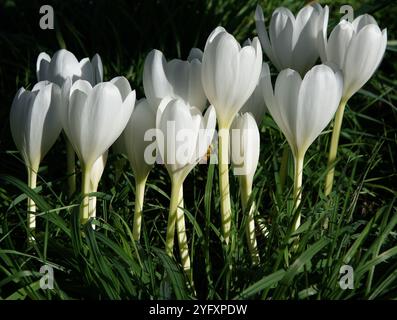 Dazzling white autumn crocus in lush green grass , Colchicum speciosum 'Album' 'The unrivalled queen of the autumn crocuses' Val Bourne Stock Photo