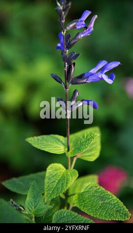 Salvia guaranitica 'Black and Bloom' Stock Photo