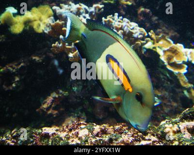 Acanthurus olivaceus, the orange-band surgeonfish, the orange-shoulder surgeonfish or the orangebar tang, is a species of marine ray-finned fish. Stock Photo