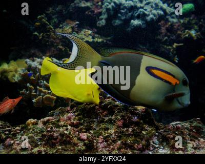 Tropical coral reef fishes. Longnose hawkfish, Yellow tang and Orangebar tang. Stock Photo