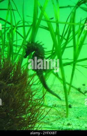 The lined seahorse (Hippocampus erectus), northern seahorse or spotted seahorse, is a species of fish that belongs to the family Syngnathidae. Stock Photo