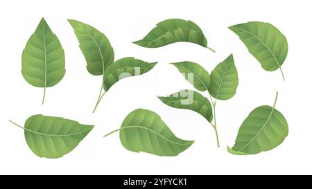 Realistic leaves set. Foliage with stems. Fresh mint or tea leaf. Spring and summer season. Wild life and flora. Green plants. 3D vector collection Stock Vector