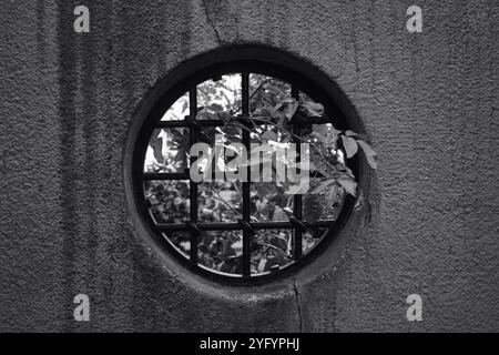 A tree grows through a round hole in the wall Stock Photo