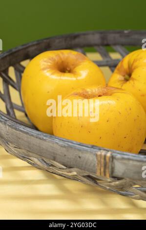 Three juicy yellow apples in a basket on the table. Stock Photo