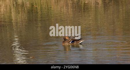 A female mallard duck preening her feathers in a small pond, ripples gently move away from her body in small waves as the grass reflects off the water Stock Photo